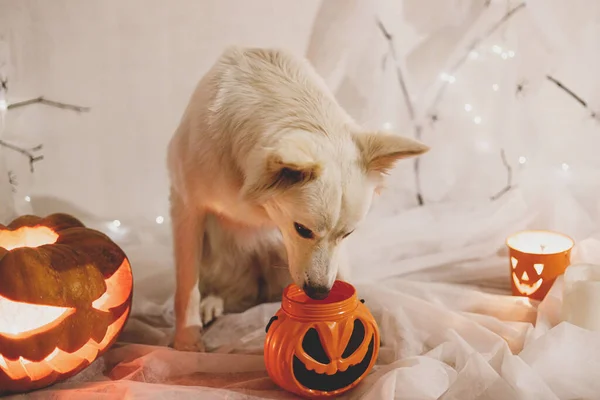 Grattis Halloween Söt Vit Hund Sitter Med Jack Lykta Pumpa — Stockfoto