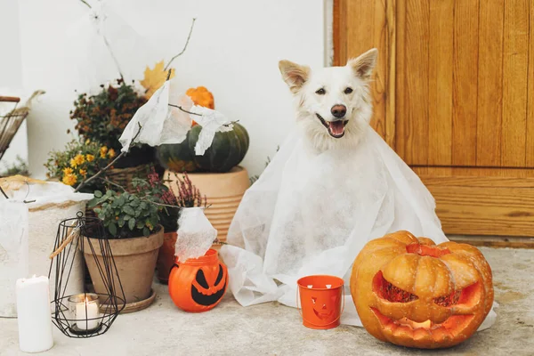 Τρομακτικό Χαριτωμένο Φάντασμα Σκύλου Jack Φανάρι Μπροστά Από Σπίτι Τρομακτικό — Φωτογραφία Αρχείου
