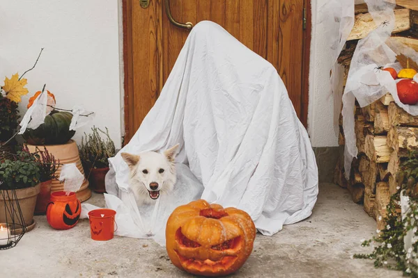 Doce Travessura Fantasma Assustador Cachorro Bonito Frente Casa Com Abóbora — Fotografia de Stock
