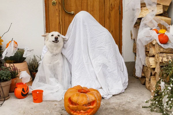 Fantasma Assustador Cachorro Bonito Com Jack Lanterna Frente Casa Com — Fotografia de Stock
