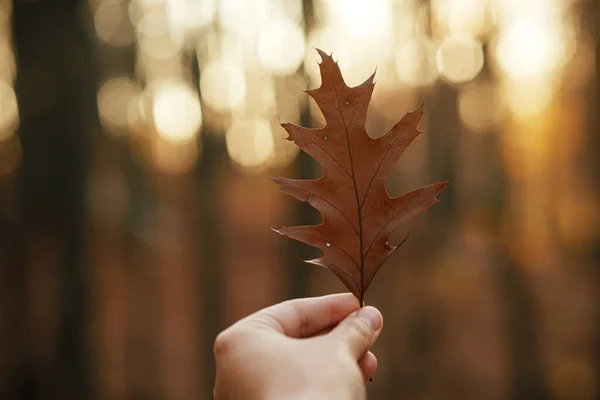 Mão Segurando Folha Outono Fundo Floresta Outono Ensolarada Olá Outono — Fotografia de Stock