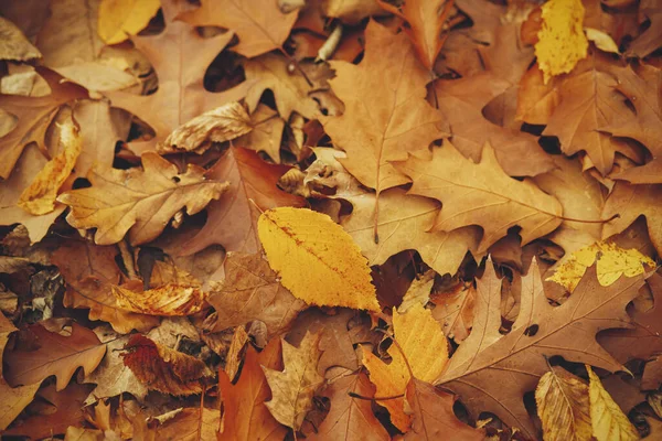 Outono Deixa Vista Superior Fundo Olá Outono Folhas Castanhas Amarelas — Fotografia de Stock