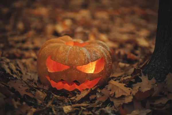 Feliz Halloween Jack Linterna Las Hojas Otoño Bosque Otoño Oscuro — Foto de Stock