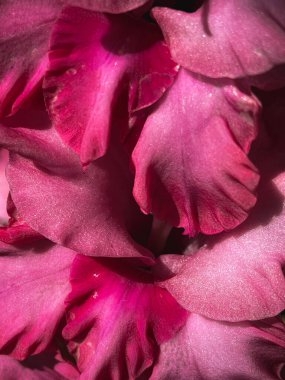 Güzel pembe gladiolus yaprakları güneş ışığıyla kaplanır. Şık çiçek, natürmort hayat, sanatsal kompozisyon. Moda çiçekli dikey duvar kağıtları, parlak yapraklar