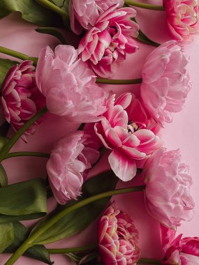 Pembe arka planda uzanan güzel pembe laleler. Moda çiçekleri hayat dolu, sanatsal kompozisyon. Çiçeksel şaşırtıcı dikey duvar kağıdı