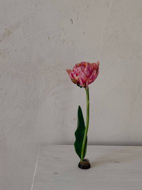 Kırsal arka planda güzel pembe lale. Şık çiçek, natürmort hayat, sanatsal kompozisyon. Çiçeksel şaşırtıcı dikey duvar kağıdı