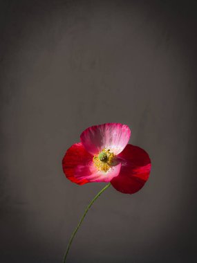 Huysuz gri arka planda güzel haşhaş. Şık çiçek, natürmort hayat, sanatsal kompozisyon. Çiçek dikey duvar kağıdı