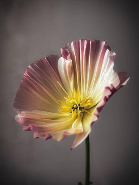 Şık çiçek, natürmort hayat, sanatsal kompozisyon. Huysuz gri arka planda güzel bir eschscholzia. Çiçek dikey duvar kağıdı