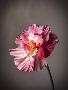 Huysuz gri arka planda güzel bir eschscholzia. Şık çiçekler natürmort, sanatsal kompozisyon. Çiçek dikey duvar kağıdı