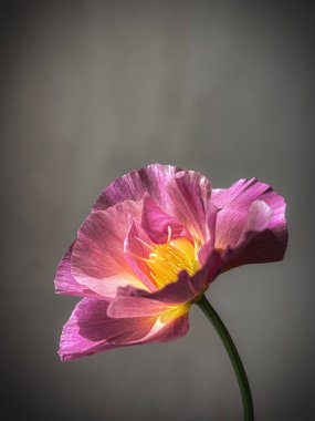 Huysuz gri arka planda güzel bir eschscholzia. Şık çiçekler natürmort, sanatsal kompozisyon. Çiçek dikey duvar kağıdı