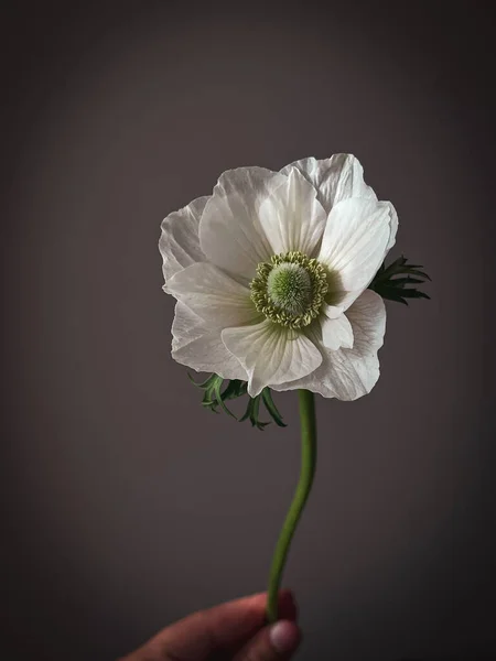 ดอกไม สไตล ตอย องค ประกอบทางศ ลปะอารมณ สวยงามส ขาว Anemone บนพ — ภาพถ่ายสต็อก