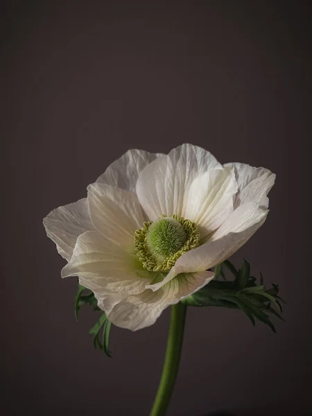 Όμορφη Λευκή Ανεμώνη Κακόκεφο Ρουστίκ Φόντο Κομψό Λουλούδι Νεκρή Φύση — Φωτογραφία Αρχείου