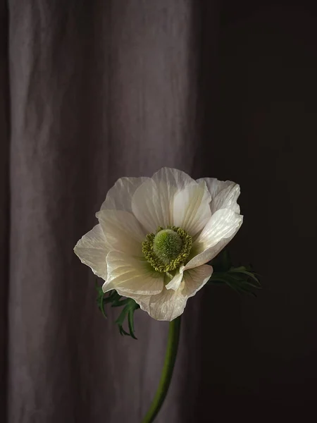 Stylish flower still life, moody artistic composition. Beautiful white anemone on rustic background. Floral vertical wallpaper