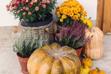 Sonbahar balkabakları, kasımpatı dolu tencereler ve ahşap ön kapıda fundalık. Çiftlik evinin girişi ya da verandasının sonbahar dekoru. Sonbahar düzenlemesi
