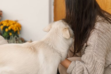 Güz balkabaklarıyla süslenmiş, kasımpatı ve çalılarla süslenmiş, örgü örülü süveterli, sevimli bir köpeği okşayan mutlu bir kadın. Sahibi kucaklayan hayvan.