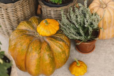 Sonbahar balkabakları, kasımpatı dolu tencereler ve ahşap ön kapıda fundalık. Çiftlik evinin girişi ya da verandasının sonbahar dekoru. Sonbahar düzenlemesi