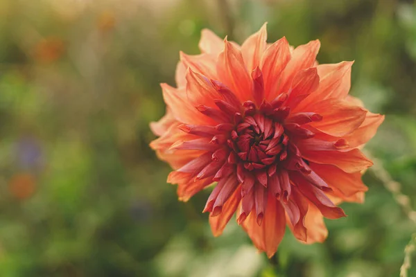 Krásná Květina Dahlia Podzimní Přírodní Zahradě Zavřít Velké Pastelové Červené — Stock fotografie
