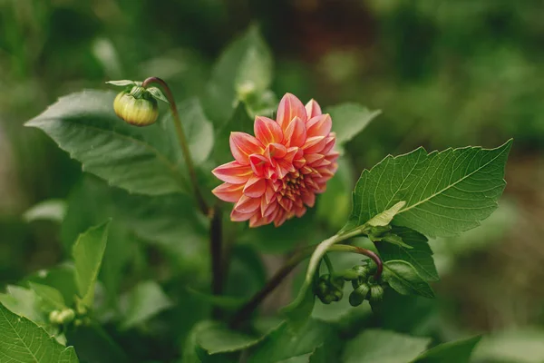 Indah Bunga Dahlia Musim Gugur Taman Alam Tutup Pada Pastel — Stok Foto