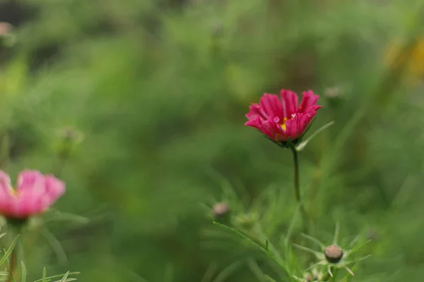 Kosmos Indah Bunga Musim Gugur Taman Alam Dekat Bunga Merah — Stok Foto
