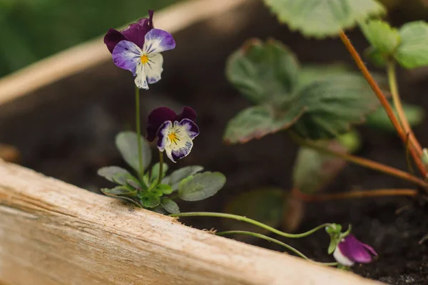 Indah Bunga Viola Musim Gugur Taman Alam Dekat Bunga Viola — Stok Foto