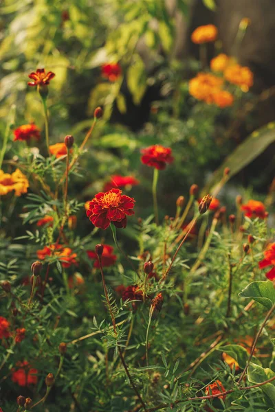 Bunga Marigold Indah Musim Gugur Taman Alam Dekat Dengan Bunga — Stok Foto