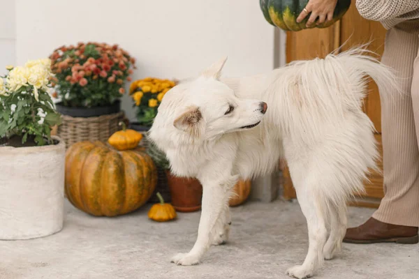 Anjing Putih Lucu Berdiri Kaki Pemilik Latar Belakang Pintu Masuk — Stok Foto