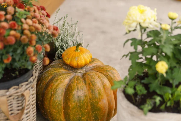 秋のカボチャ 菊とヘザーが付いている鍋は木製の玄関のドアで閉まります ファームハウスの入口またはポーチのスタイリッシュな秋の装飾 フォールアレンジメント — ストック写真