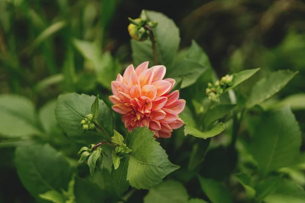 Indah Bunga Dahlia Musim Gugur Taman Alam Tutup Pada Pastel — Stok Foto