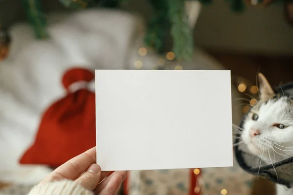 Hand Håller Tomma Gratulationskort Bakgrunden Söt Katt Julklappar Festlig Julgran — Stockfoto