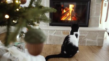 Şirin kedi şömineye bakıyor. Sevimli meraklı kedicik rahatlıyor ve Noel şenlik odasında yanan şömineyi seyrediyor. Görüntü