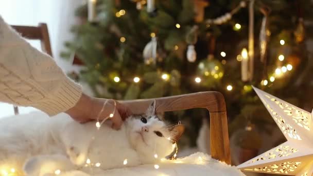 Nette Katze Entspannt Auf Gemütlichen Stuhl Mit Weihnachtsbeleuchtung Hand Streichelt — Stockvideo