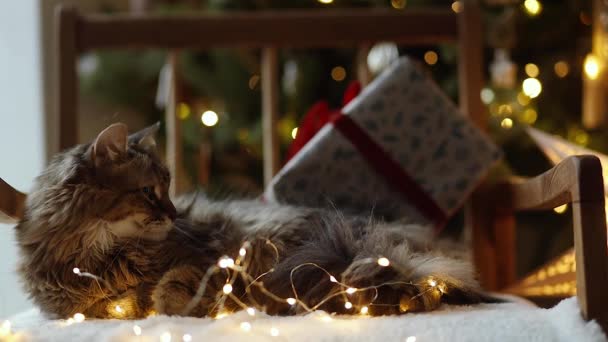 Nette Katze Entspannen Auf Gemütlichen Stuhl Mit Weihnachtsbeleuchtung Und Stilvolles — Stockvideo