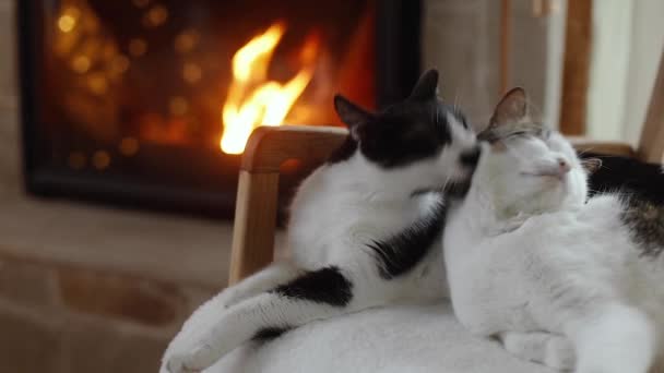 Roztomilé Dvě Kočky Odpočívající Útulném Krbu Rozkošné Kočky Rodina Lízání — Stock video