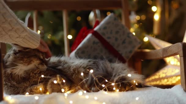 Cute Cat Relaks Przytulnym Krześle Lampkami Świątecznymi Prezentem Ręczne Pieszczoty — Wideo stockowe