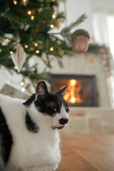Χαριτωμένη Γάτα Κάθεται Κάτω Από Κομψό Χριστουγεννιάτικο Δέντρο Vintage Μπιχλιμπίδια — Φωτογραφία Αρχείου