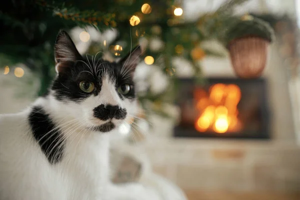 Lindo Gato Sentado Bajo Elegante Árbol Navidad Con Adornos Vintage — Foto de Stock