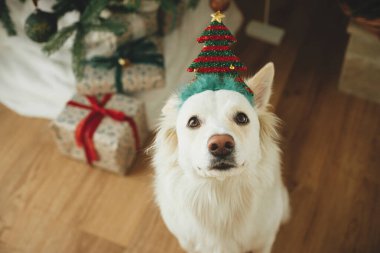 Şenlikli Noel ağacı ve hediyelerin arka planında oturan ağaç aksesuarlı şirin köpek. Hayvan ve kış tatilleri. Noel odasında beyaz bir köpeğin portresi. Mutlu Noeller.!