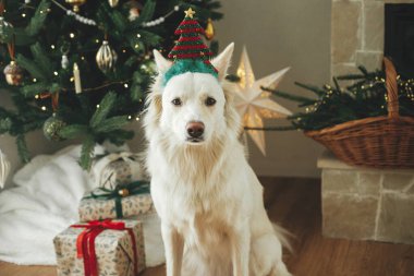 Şenlikli Noel ağacı ve hediyelerin arka planında oturan ağaç aksesuarlı şirin köpek. Hayvan ve kış tatilleri. Noel odasında beyaz bir köpeğin portresi. Mutlu Noeller.!