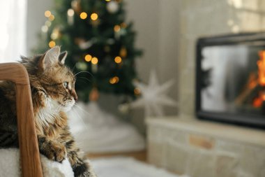 Modern koltukta oturan sevimli kedi yanan şöminenin arka planında rahatlıyor ve ışıklandırılmış şık bir Noel ağacı. Hayvan ve kış tatilleri. Atmosferik konforlu Noel arifesi