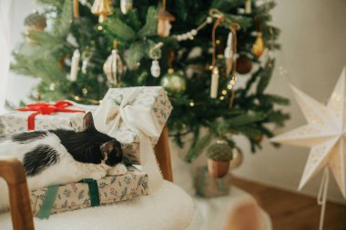 Sevimli kedi modern sandalyede şık hediyelerde uyuyor, şık dekore edilmiş Noel ağacının arka planında dinleniyor. Hayvan ve kış tatilleri. Atmosferik konforlu Noel arifesi