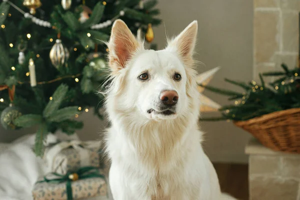 Cute dog sitting on background of stylish decorated christmas tree and gifts. Pet and winter holidays. Portrait of sweet white danish spitz dog in christmas room. Merry Christmas!