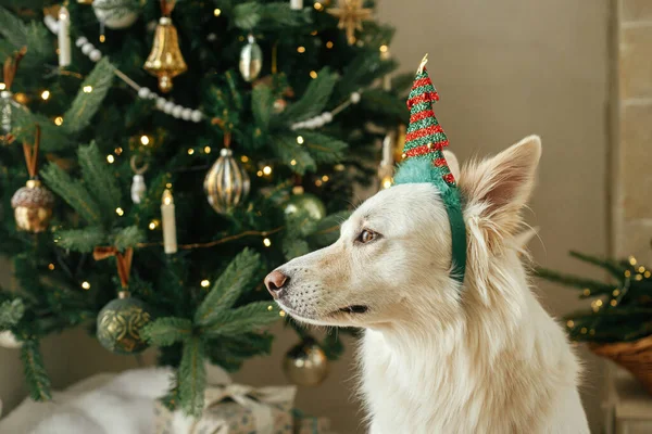 Adorable Perro Con Diadema Árbol Festivo Sentado Fondo Del Elegante —  Fotos de Stock