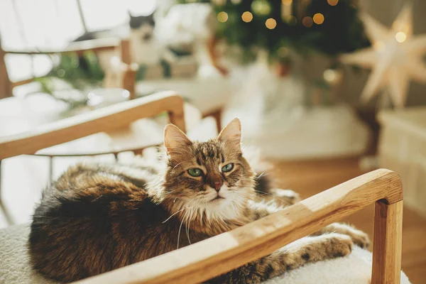 Gato Adorável Sentado Poltrona Moderna Relaxante Fundo Árvore Natal Decorada — Fotografia de Stock