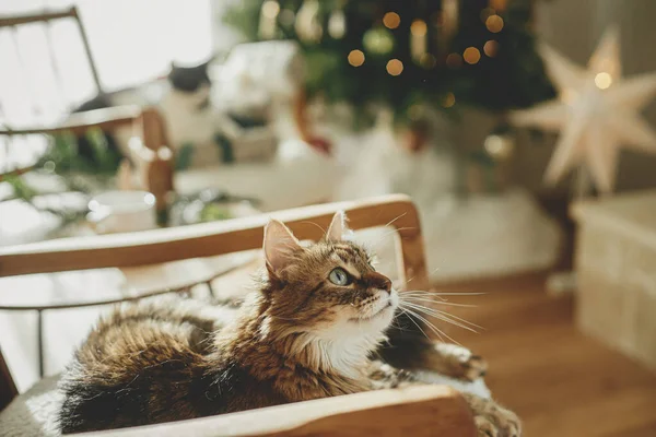 Entzückende Katze Sitzt Auf Modernen Sessel Und Entspannen Auf Dem — Stockfoto