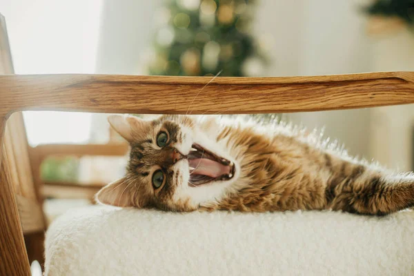 現代のアームチェアに横たわるかわいい猫は 晴れた部屋でスタイリッシュな装飾クリスマスツリーの背景に溺れています ペットと冬の休日 大気の居心地の良いクリスマス — ストック写真