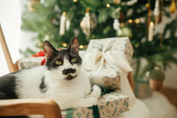 Χαριτωμένο Αστείο Γάτα Κάθεται Κομψά Χριστουγεννιάτικα Δώρα Στη Σύγχρονη Καρέκλα — Φωτογραφία Αρχείου