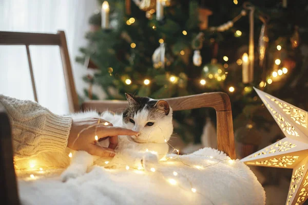 Hand Cozy Sweater Caressing Cute Cat Nose Armchair Golden Christmas — Stock Photo, Image