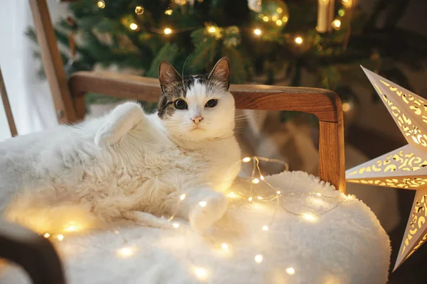 Gato Engraçado Bonito Deitado Poltrona Entre Luzes Natal Douradas Fundo — Fotografia de Stock