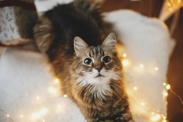 スタイリッシュなクリスマスツリー トップビューに対して居心地の良いアームチェアにクリスマスゴールデンライトと座っている愛らしい猫 メリークリスマス ペットと冬の休日 大気の魔法のクリスマスイブ — ストック写真