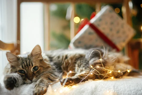 Carino Gatto Tabby Sdraiato Con Eleganti Regali Natale Luci Oro — Foto Stock